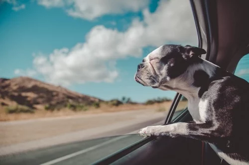 Was ist im Auto erlaubt Was ist im Auto erlaubt. Hund im Auto.